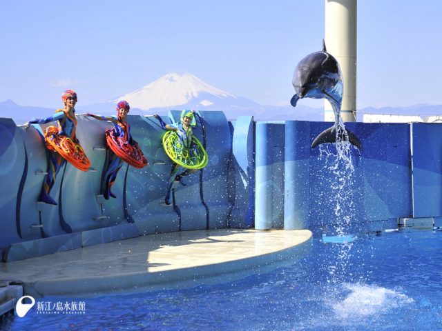 イルカショーの楽しみ方 東京 千葉 神奈川 東京近郊水族館5選 イクジラ