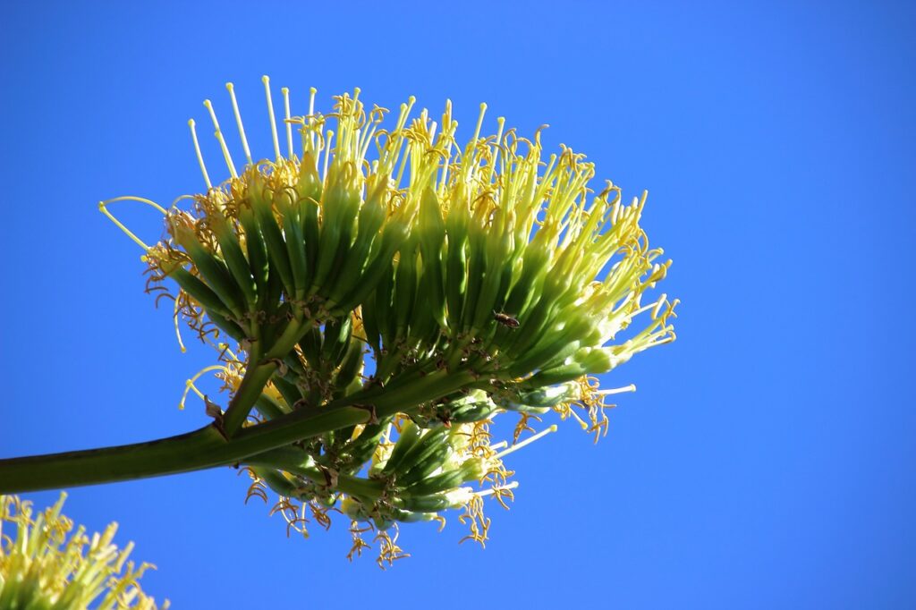 100年に一度咲く花は横浜のどこ？上永谷？開花はいつ？