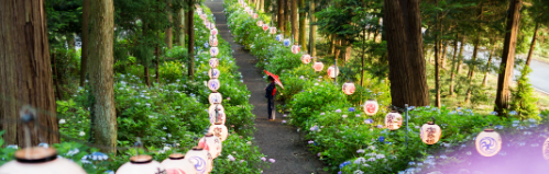 磯山神社あじさい祭り2026｜見頃・ライトアップ・駐車場と子連れガイド【栃木】