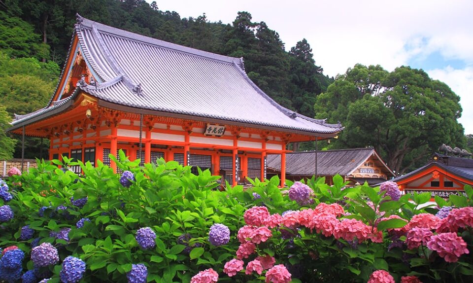 勝尾寺あじさい2026|見頃・拝観料・混雑と子連れガイド【大阪・箕面】