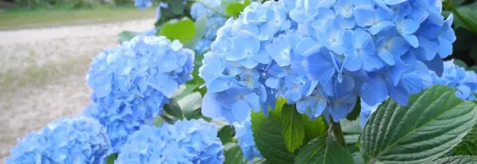 神戸市立森林植物園あじさい2026|見頃・駐車場・混雑と子連れガイド【兵庫】