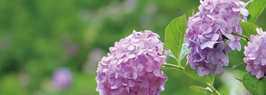 長居植物園あじさい2026|見頃・駐車場・混雑と子連れガイド【大阪】