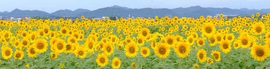 ひまわりの丘公園2026|見頃・駐車場・混雑と子連れガイド【兵庫】