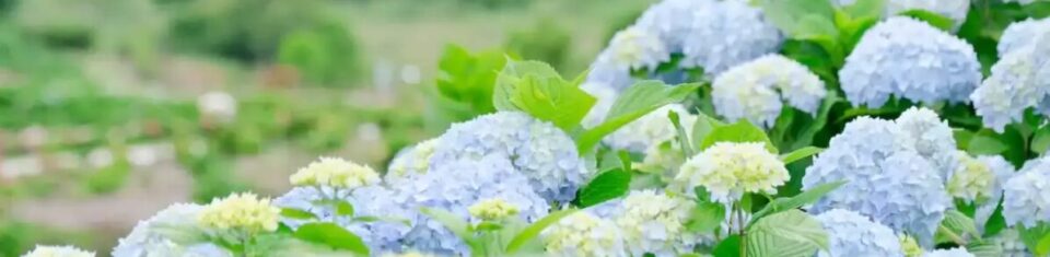 花夢の里あじさい2026|見頃・駐車場・混雑と子連れガイド【広島・世羅】