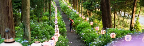 磯山神社あじさい祭り2026|見頃・ライトアップ・駐車場と子連れガイド【栃木】