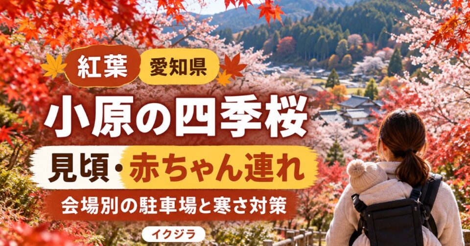 小原の四季桜の紅葉2026｜見頃・駐車場と赤ちゃん連れ・ベビーカー【愛知県】